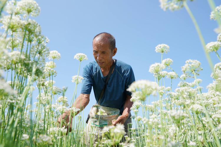 河北巨鹿：韭花丰收富农家