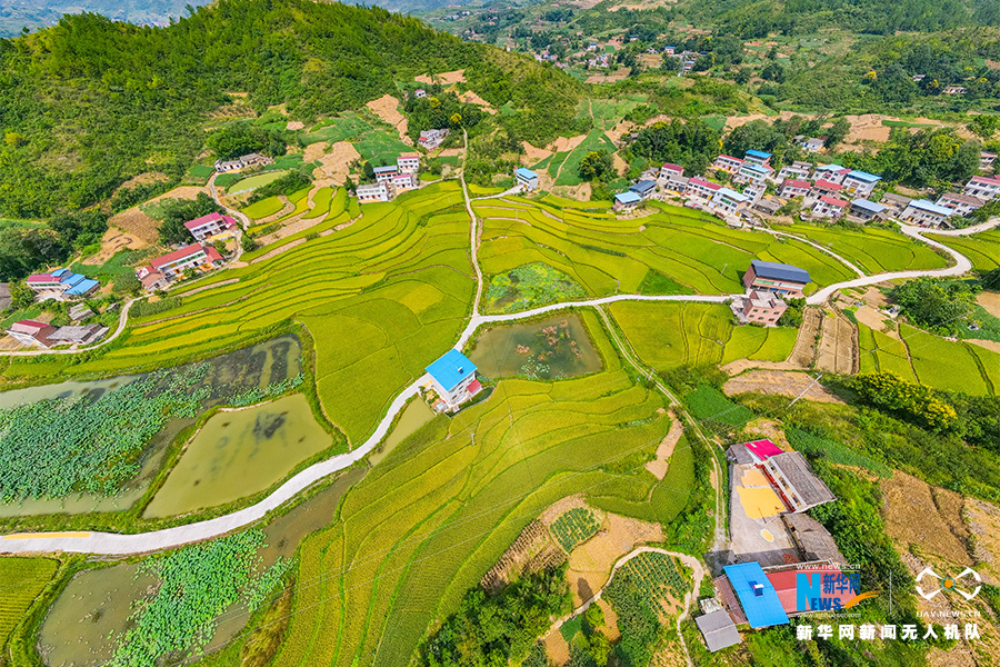 【城市远洋】重庆：航拍“巫山米仓” 尽显秋收之美