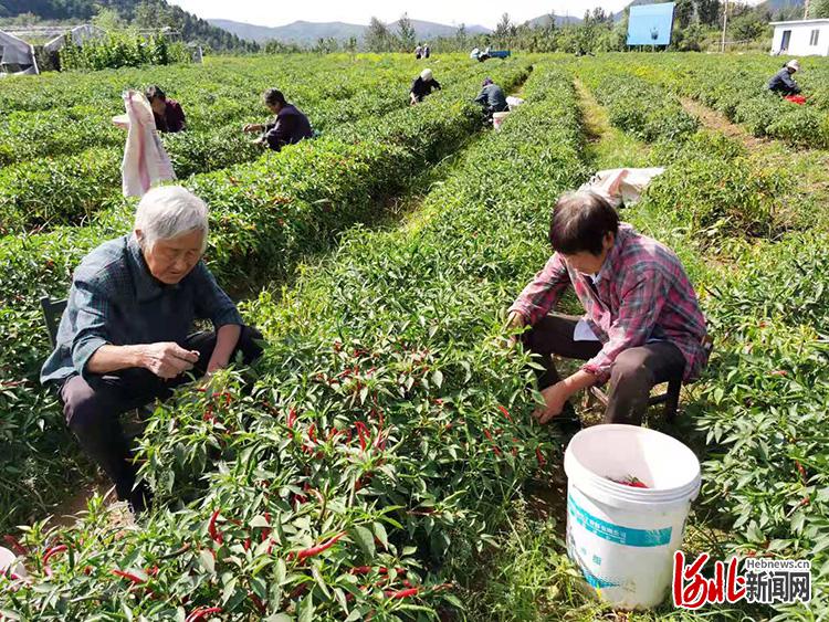 河北涉县：小辣椒敲开乡村振兴大门