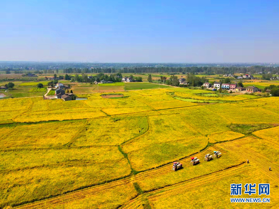 荆楚大地迎丰收 色彩斑斓如画卷