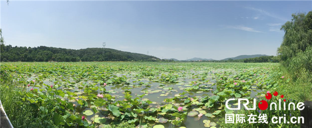 【湖北】【客户稿】武汉蔡甸：第三届莲文化节开幕 40万名游客共享生态美景