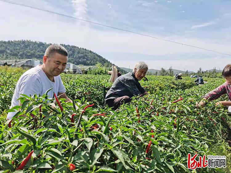 河北涉县：小辣椒敲开乡村振兴大门