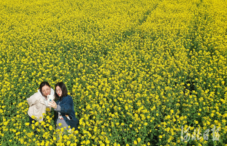 河北邯郸：油菜花开春光美