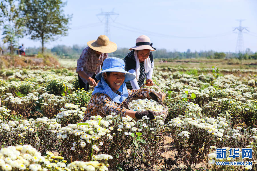 信阳光山：菊花喜获丰收