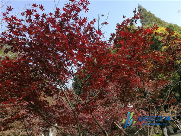 赏秋好时节 南京栖霞山红枫艺术节热烈开幕