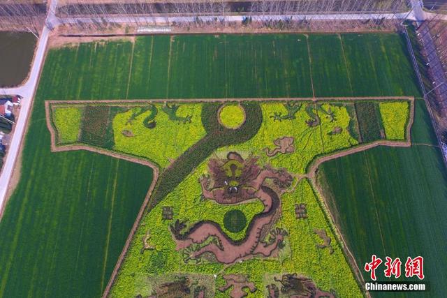 南京农民田野“编龙袍” 空中俯瞰颇为震撼