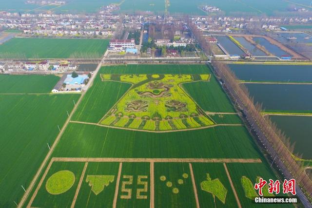 南京农民田野“编龙袍” 空中俯瞰颇为震撼