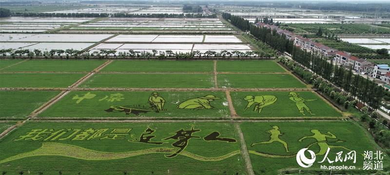 湖北稻田现“我们都是追梦人”田园画