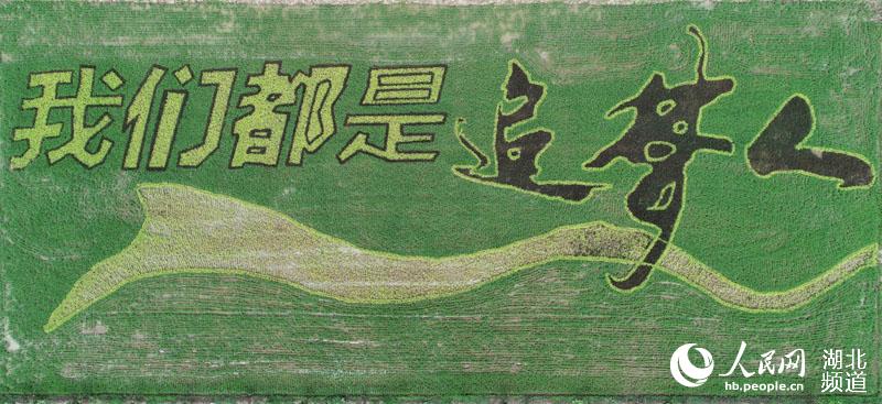 湖北稻田现“我们都是追梦人”田园画