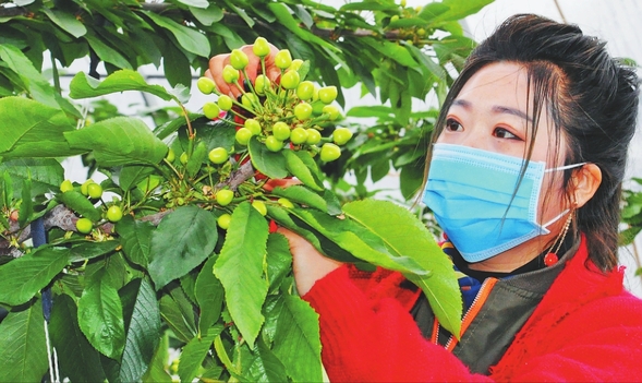 温室大樱桃棚内疏果忙