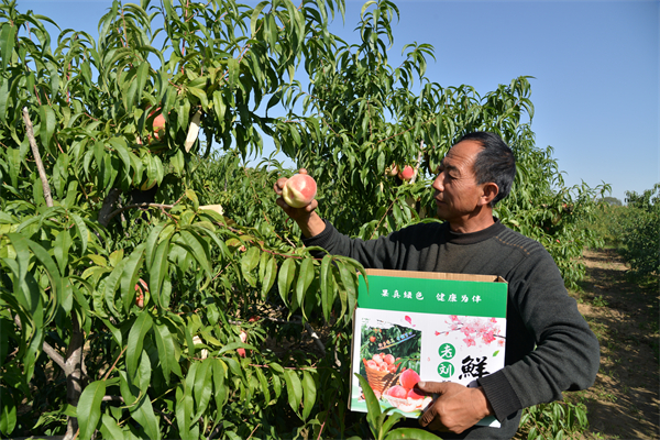 榆林市靖边县镇靖镇：特色产业铺就小康路_fororder_北斗桃成熟 (1)