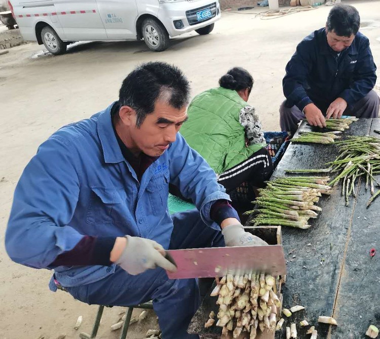 【中首  渭南】华州区：小芦笋成脱贫致富“香饽饽”