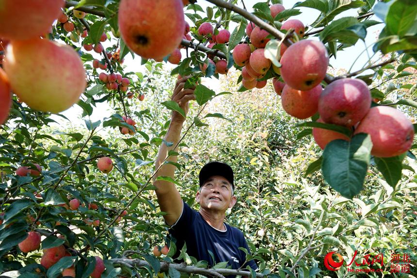 河北巨鹿：特色种植助农增收