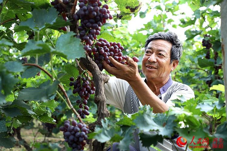 河北青县：董家圈村小葡萄串起乡村振兴大梦想