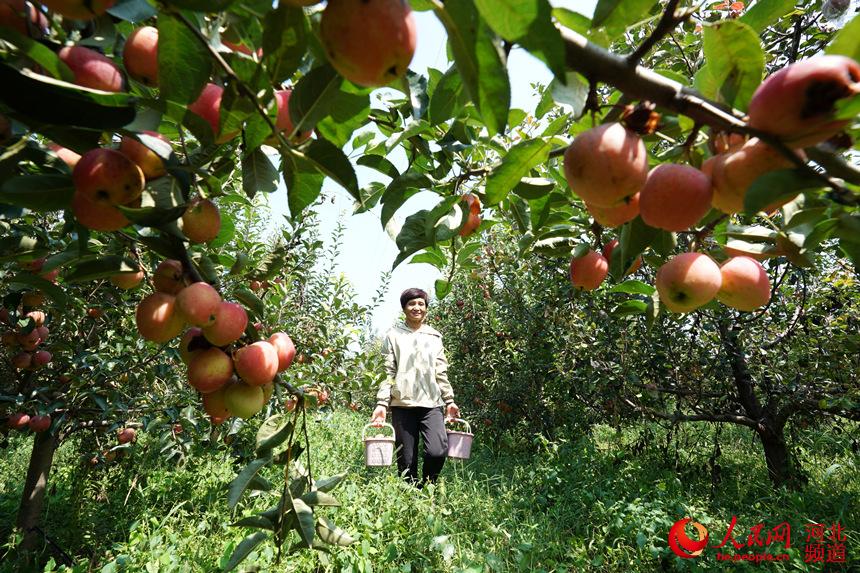 河北巨鹿：特色种植助农增收