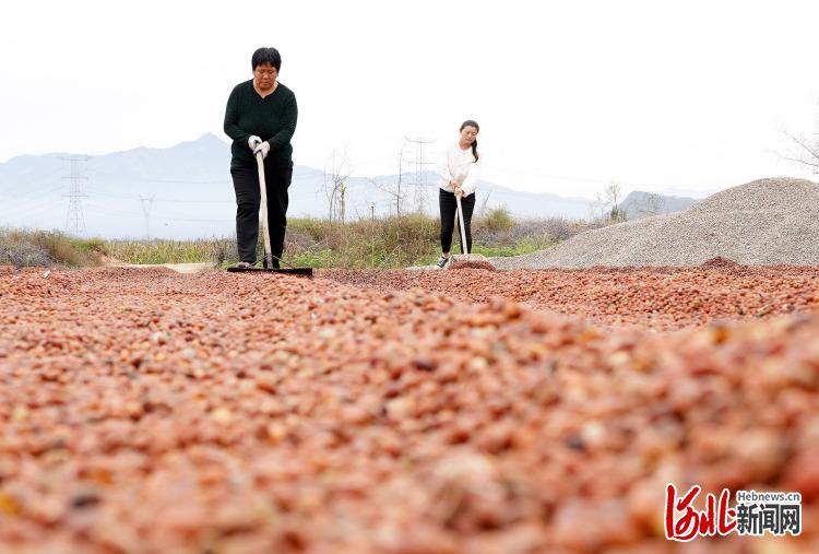 河北内丘：小枣仁闯出大市场