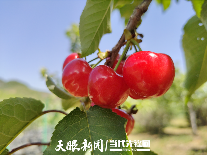 六枝特区大用农业园区：一波三折终有成 1.8万亩车厘子破茧成蝶迎来发展春天