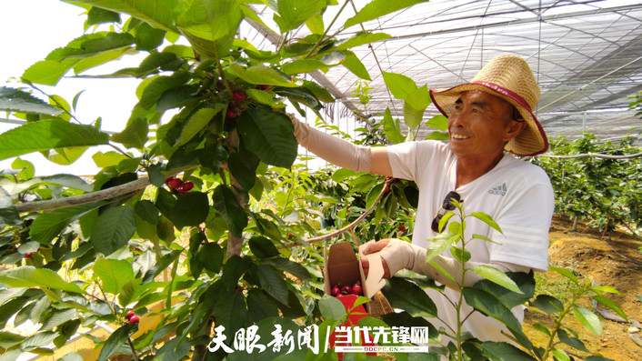 六枝特区大用农业园区：一波三折终有成 1.8万亩车厘子破茧成蝶迎来发展春天