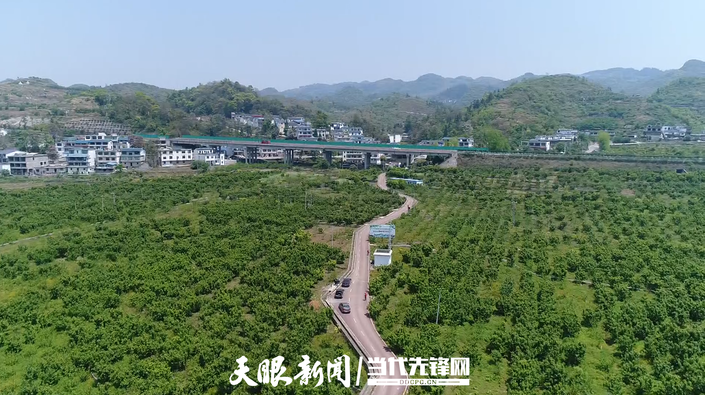 六枝特区大用农业园区：一波三折终有成 1.8万亩车厘子破茧成蝶迎来发展春天