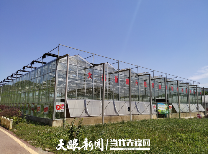 六枝特区大用农业园区：一波三折终有成 1.8万亩车厘子破茧成蝶迎来发展春天