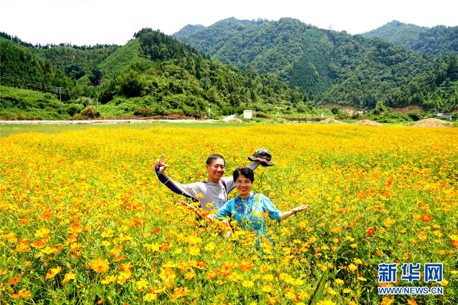 广西百色：青山绿水间 金色花海醉游人