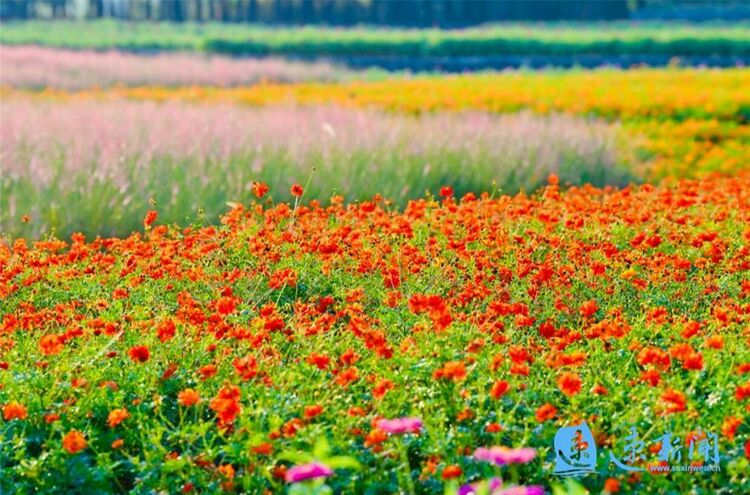 宿迁三台山：鲜花怒放 美翻初秋时光