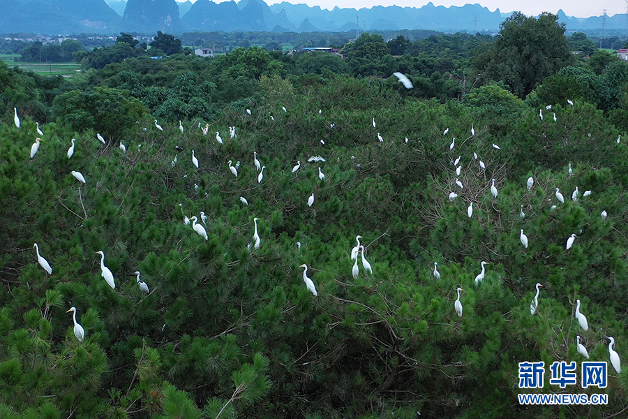 桂林市临桂区：山水如画 白鹭翩翩