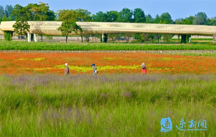 宿迁三台山：鲜花怒放 美翻初秋时光