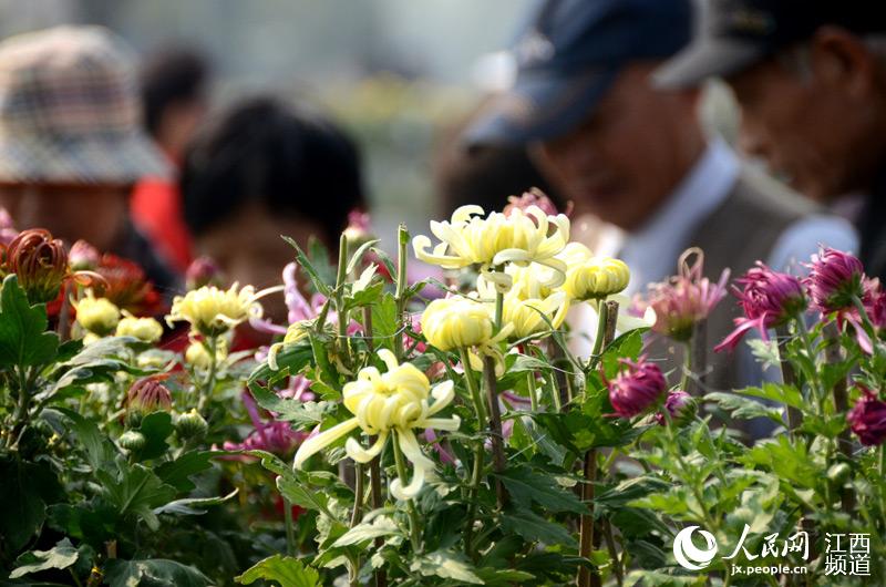 南昌菊花展开幕 百万盆菊花亮相