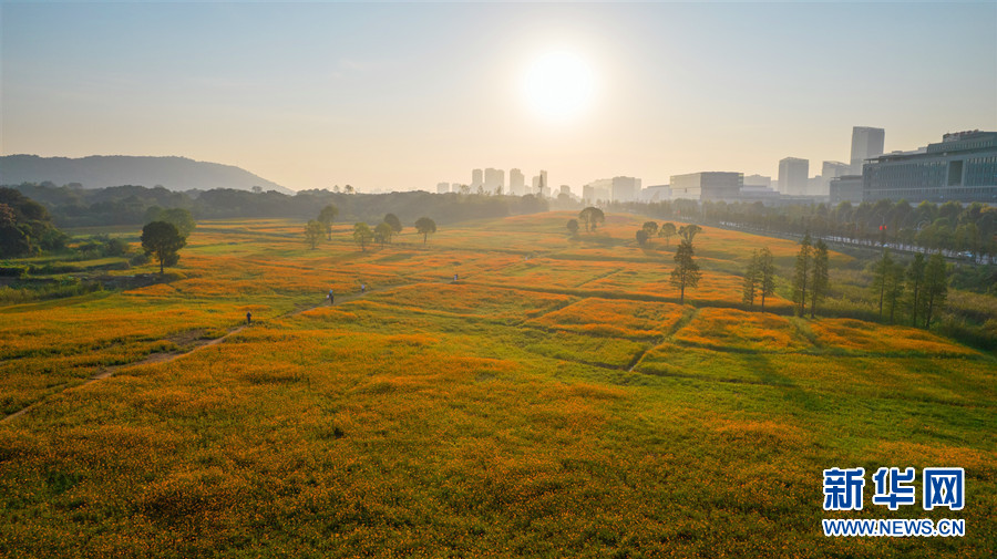 湖北武汉：硫华菊盛开秋意浓