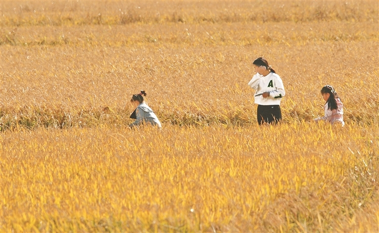 金秋寻美景