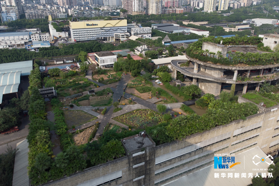 重庆楼顶“开心农场”丰收 农作物成都市景观