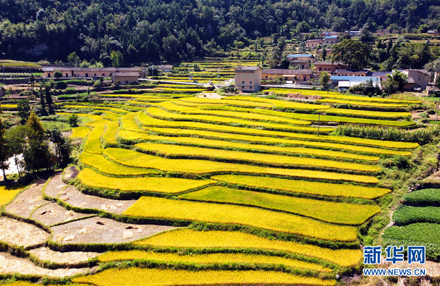 荆楚大地迎丰收 色彩斑斓如画卷