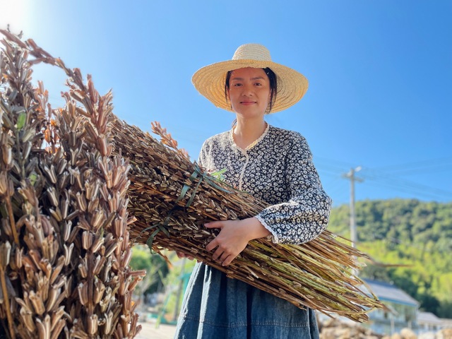 秋分到 打芝麻 杭州桐庐喜迎丰收节_fororder_3