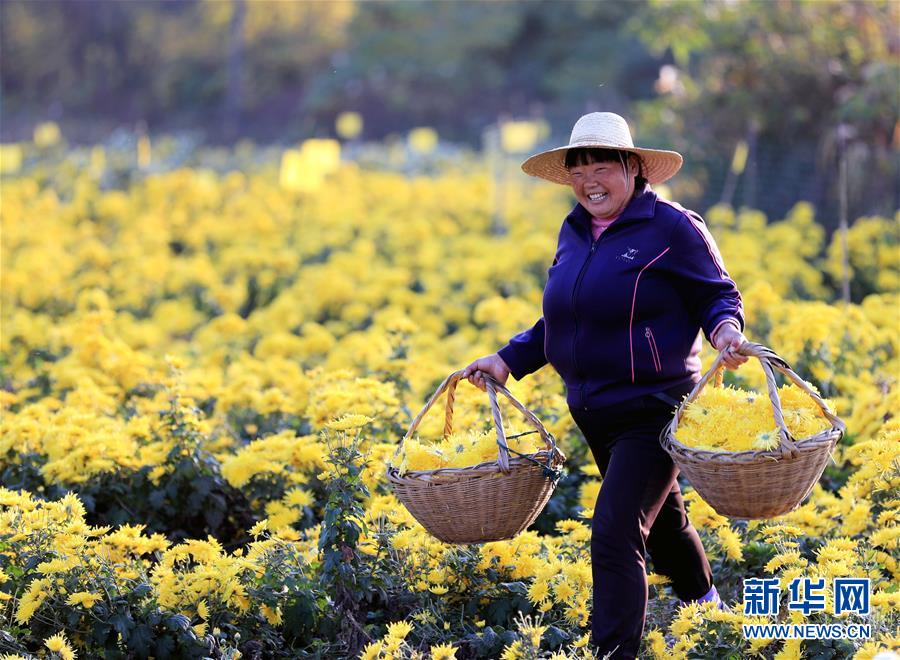 安徽全椒：科技护航 菊农增收