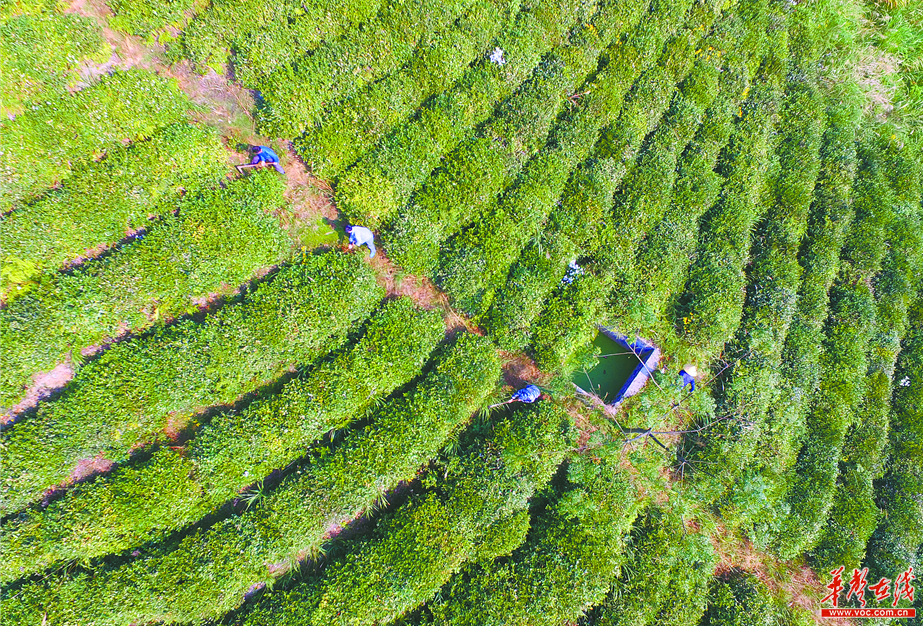 湖南沅陵县碣滩村：以茶扬名 靠茶脱贫