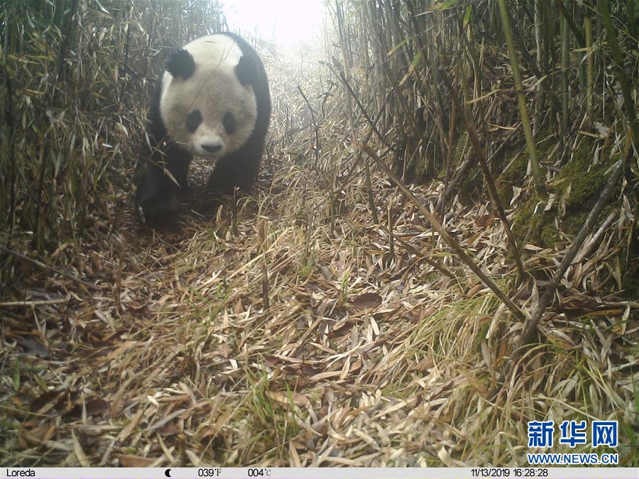 野生大熊猫现身四川绵竹