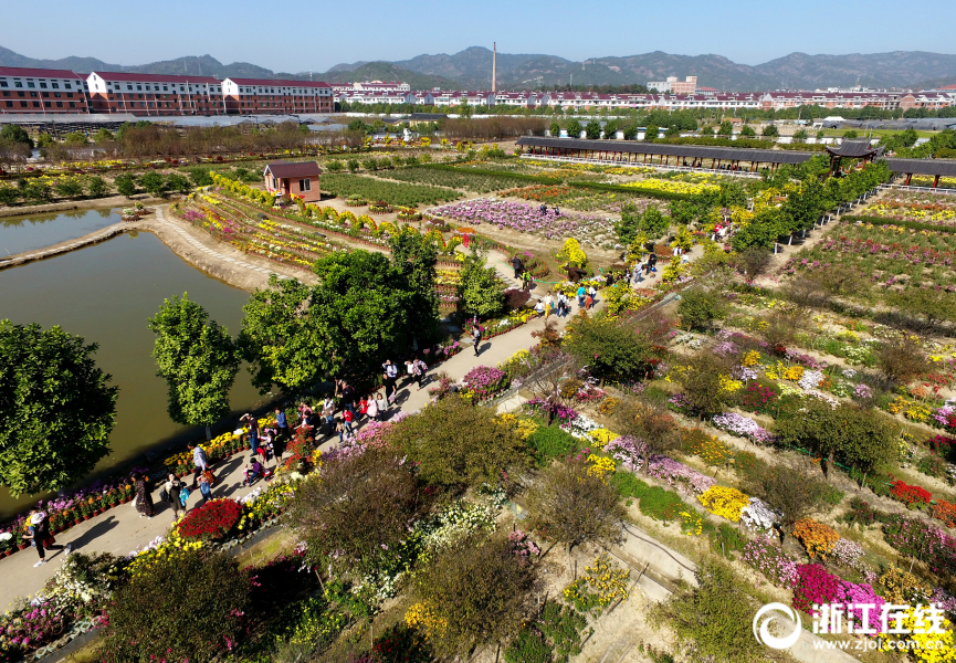 东阳：菊花怒放 游客纷至沓来