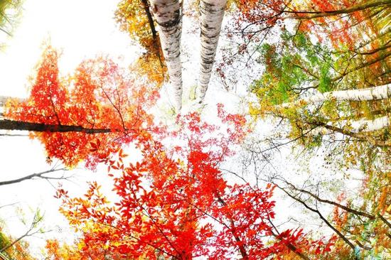 吉林游记 红石国家森林风景区的红枫林