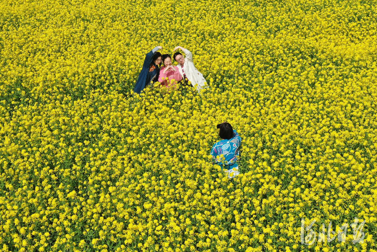 河北邯郸：油菜花开春光美