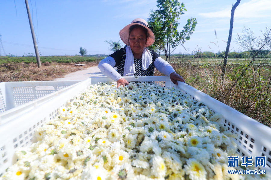 信阳光山：菊花喜获丰收