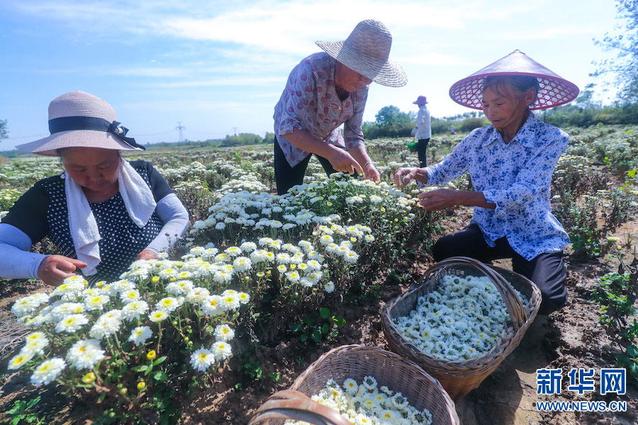 信阳光山：菊花喜获丰收