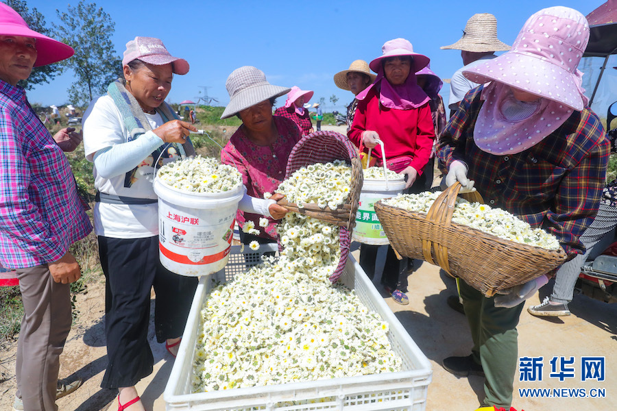 信阳光山：菊花喜获丰收