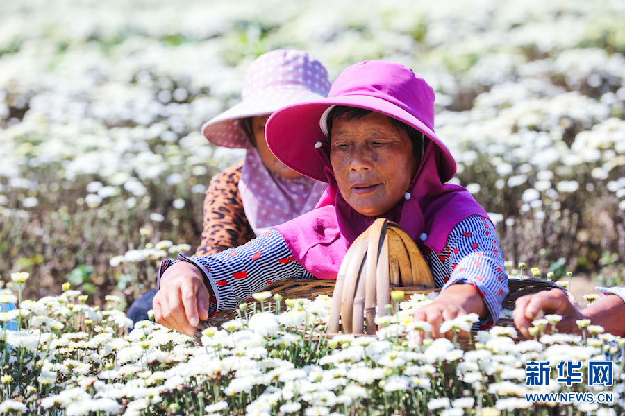 信阳光山：菊花喜获丰收