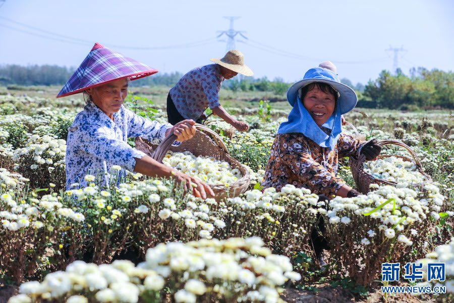 信阳光山：菊花喜获丰收