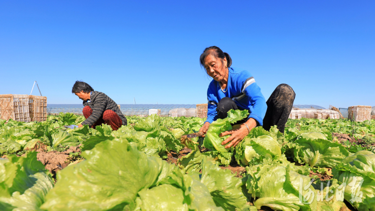 河北滦南：双茬蔬菜促增收