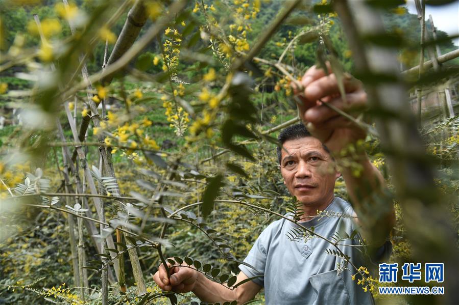 广西环江：中草药种植助增收