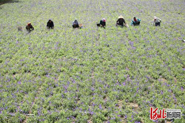 河北承德：农旅融合助力乡村振兴