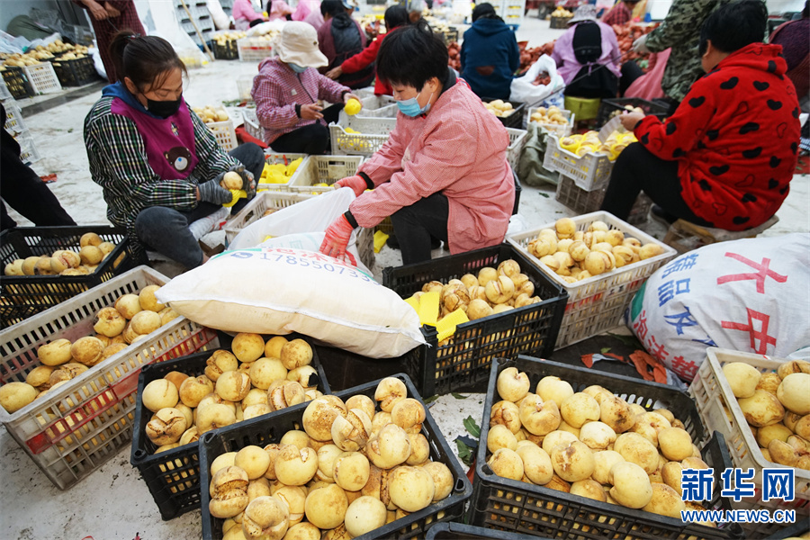 河南许昌：特色鲜桃喜丰收