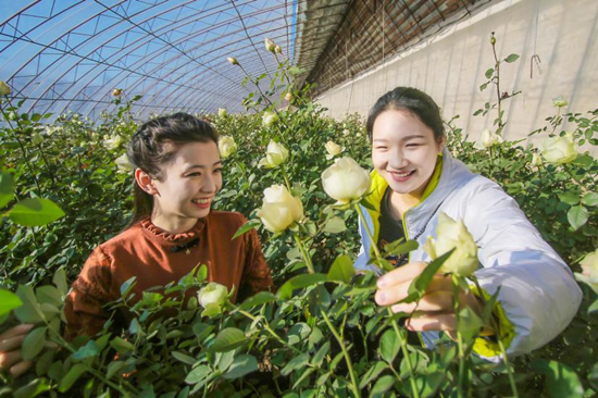 “辽中玫瑰”持续绽放乡村活力 市花名片越擦越亮_fororder_图片5_副本